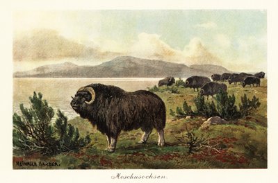 Muskox ou boi almiscarado, Ovibos moschatus.,1908 (Imprimir) de Heinrich Harder