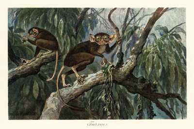 Tarsius, gênero primata haplorrhine de tarsiers., 1908 (Impressão) de Heinrich Harder
