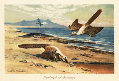 Dois Archeopteryx forrageando na costa. de Heinrich Harder