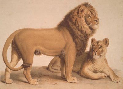 O leão - Felis Leo de Heinrich Leutemann