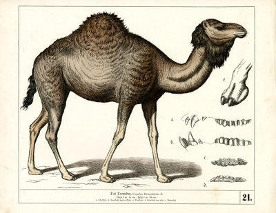  de Heinrich Leutemann