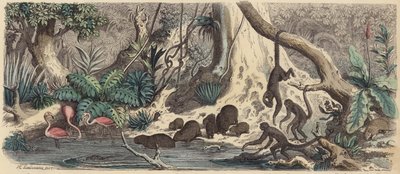 Margem do rio na Guiana (gravura colorida) de Heinrich Leutemann