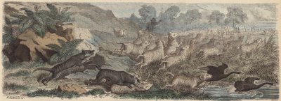 Tigres da Tasmânia atacando ovelhas na Tasmânia (gravura colorida) de Heinrich Leutemann