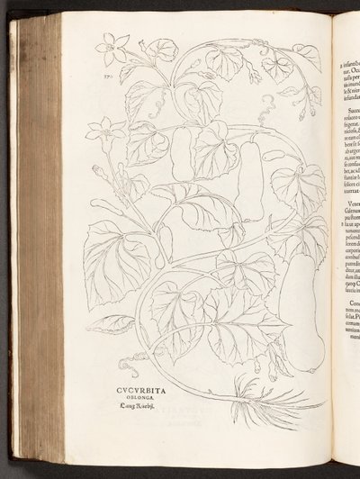 BT3.26.5 Courgette p.370, a partir da história de plantas comentários pelo notável Leonhart Fuchs, 1542 de Heinrich and Meyer, Albert Fullmaurer