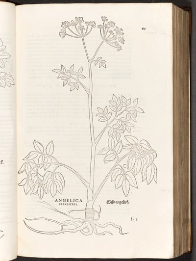 BT3.267.5 p.125 selvagem Angelica, a partir da história de plantas comentários pelo notável Leonhart Fuchs, 1542 de Heinrich and Meyer, Albert Fullmaurer