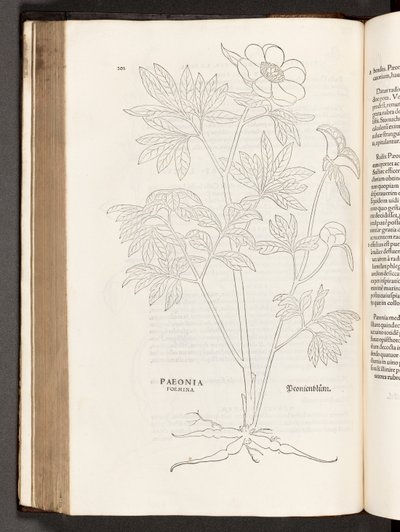 BT3.267.5 p.311 Paeony, a partir da história de plantas comentários pelo notável Leonhart Fuchs, 1542 de Heinrich and Meyer, Albert Fullmaurer
