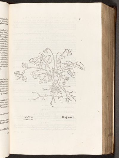 BT3.267.5 p.311 Verde, a partir da história de plantas comentários pelo notável Leonhart Fuchs, 1542 de Heinrich and Meyer, Albert Fullmaurer