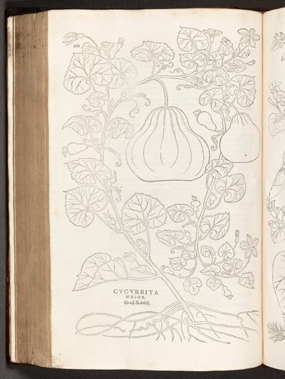BT3.267.5 Gourd p.368, a partir da história de plantas comentários pelo notável Leonhart Fuchs, 1542 de Heinrich and Meyer, Albert Fullmaurer