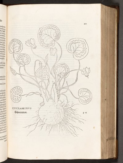 BT3.267.5 p.51 Primrose, a partir da história de plantas comentários pelo notável Leonhart Fuchs, 1542 de Heinrich and Meyer, Albert Fullmaurer