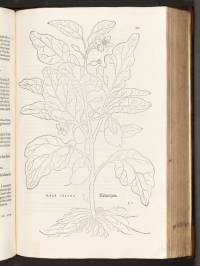 BT3.267.5 Aubergine p.533, a partir da história de plantas comentários pelo notável Leonhart Fuchs, 1542 de Heinrich and Meyer, Albert Fullmaurer