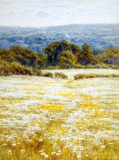 Oxeye Daisies, perto de Westerham, Kent (aguarela sobre papel) de Helen Allingham