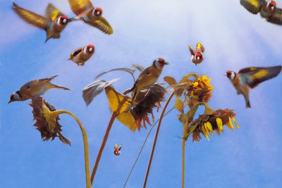 Um Encanto de Goldfinches, 2021 de Helen White