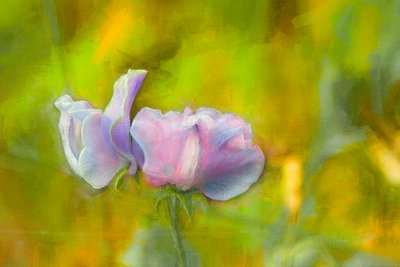 Outono Sweetpea I, 2018 de Helen White