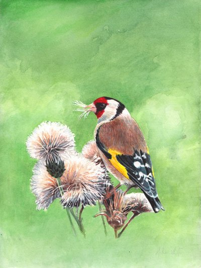 Pintassilgo I, 2021 (aquarela) de Helen White