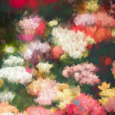Jardim do Coração, 2018 de Helen White