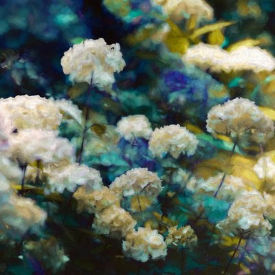 Hortênsias Celestiais, 2020 de Helen White