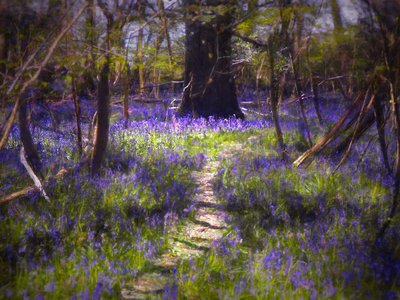 Bluebells manchados de luz, 2021 (pintura digital) de Helen White