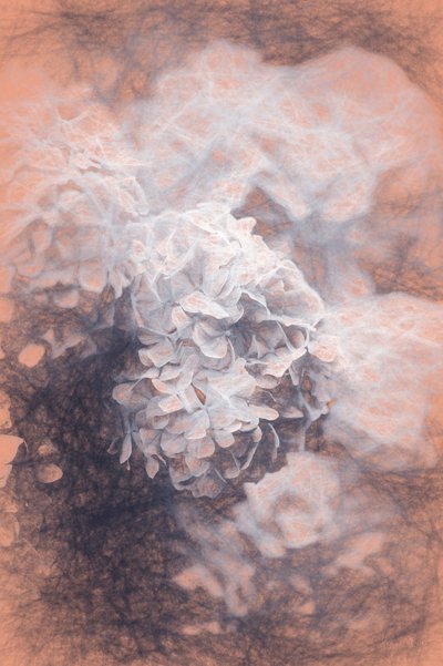 Hortênsias Pastel, 2018, de Helen White