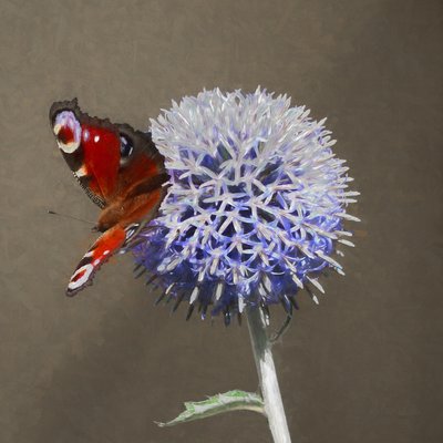 Peacock on Blue Thistle, 2018 de Helen White