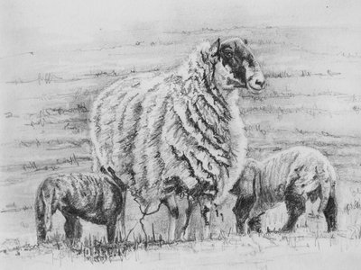 Ovelha orgulhosa, 2012, (desenho a lápis) de Helen White