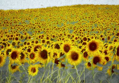 Campo de girassol, 2019 de Helen White