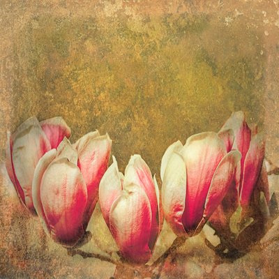 Vintage Magnolia; 2019 de Helen White