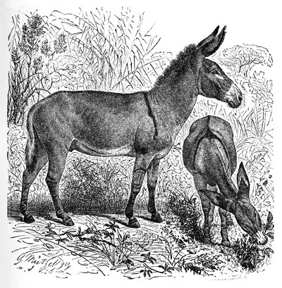 Burro selvagem africano, c1900 de Helena J. Maguire
