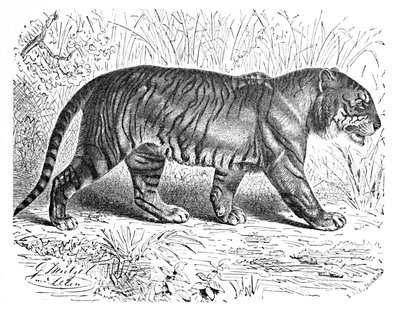 Tigre de Bengala, c1900 de Helena J. Maguire