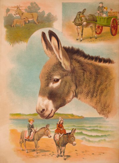 O Burro, c1900 de Helena J. Maguire