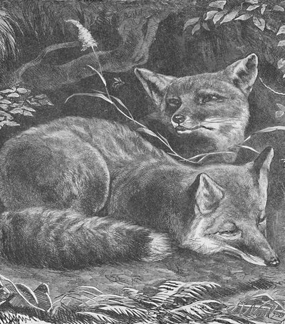 A raposa em casa, c1900 de Helena J. Maguire
