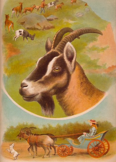 A Cabra, c1900 de Helena J. Maguire