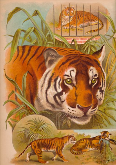 O tigre, c1900 de Helena J. Maguire