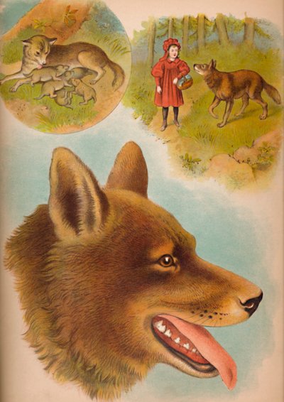 O lobo, c1900 de Helena J. Maguire