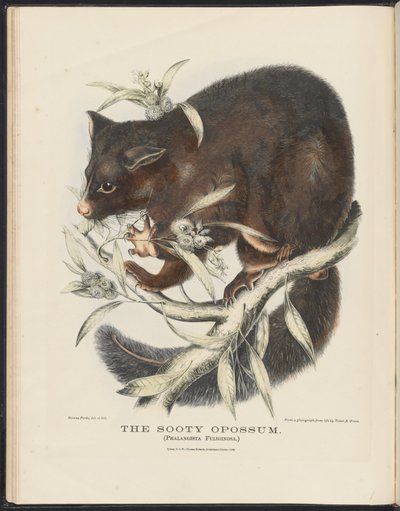 Mamíferos da Austrália (Krefft) Nla.obj-33627803-10 O Gambá Sooty de Helena Scott