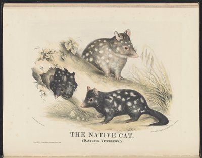 Mamíferos da Austrália (Krefft) Nla.obj-33627803-14 O gato nativo de Helena Scott