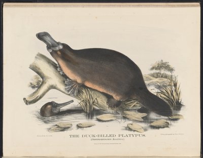 Mamíferos da Austrália (Krefft) Nla.obj-33627803-16 O ornitorrinco com bico de pato de Helena Scott