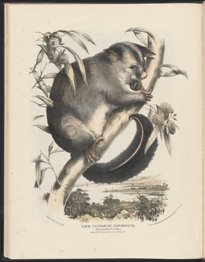 Mamíferos da Austrália (Krefft) Nla.obj-33627803-9 O gambá comum. de Helena Scott