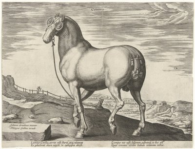 Cavalo da Córsega Corsvs (título no objeto) Raças de Cavalos dos Estábulos Reais de Don Juan da Áustria (título da série) Equile Ioannis Austriaci Caroli (título da série) de Hendrick Goltzius (possibly)