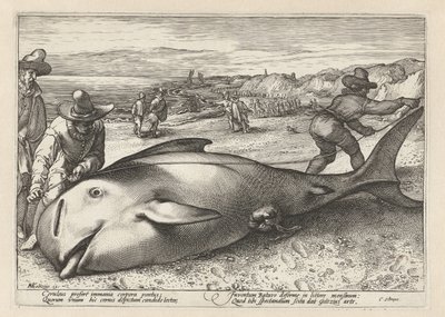 Dois homens medem uma baleia encalhada de Hendrick Goltzius (workshop of)
