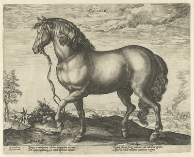 Cavalo da Calábria Calaber (título no objeto) Raças de Cavalos dos Estábulos Reais de Don Juan da Áustria (título da série) de Hendrick Goltzius