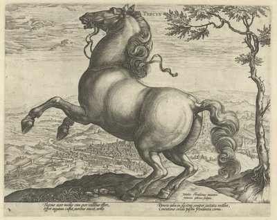 Cavalo da Toscana
Tvscvs (título sobre o objecto)
Raças de cavalos dos estábulos reais de Don Juan da Áustria (título da série) de Hendrick Goltzius