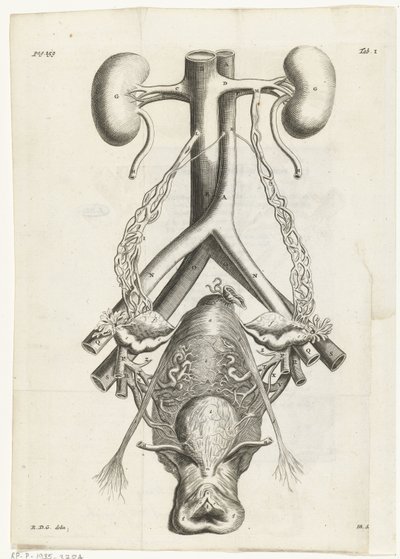 Ilustração anatómica dos órgãos genitais e rins femininos
Ilustração de livros para: Reinier de Graaf, Alle de wercken, Amsterdão, 1686 de Hendrik Bary