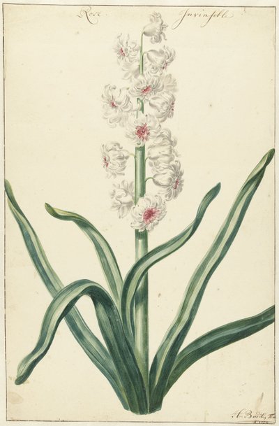 Witte hyacint
Rose Invisible (título sobre o objecto) de Hendrik Budde
