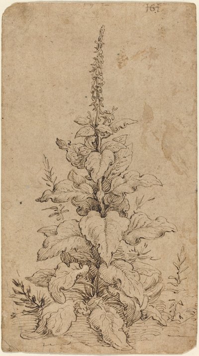 Uma dedaleira em flor de Hendrik Goltzius