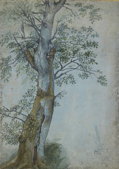 Estudo de uma árvore, 1597-99 (caneta em tinta marrom escura, pincel em wc e bodycolour, aumentada com branco sobre papel azul) de Hendrik Goltzius
