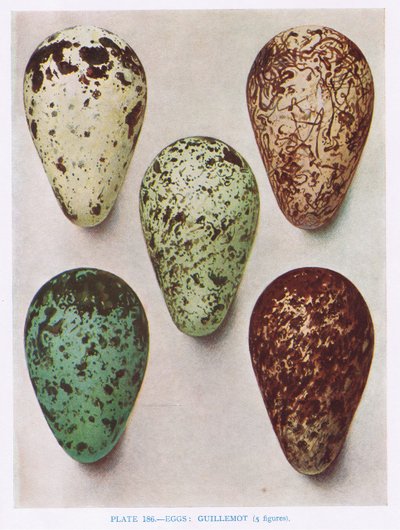 Eggs: Nightjar: Hoopoe: etc, ilustração de &39;British Birds&39; por Kirkman und Jourdain, 1966 de Hendrik Gronvold