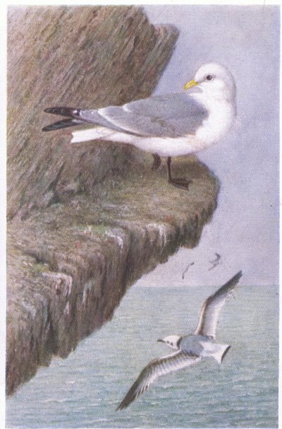 Kittiwake, Cartões Postais, 1930s de Hendrik Gronvold