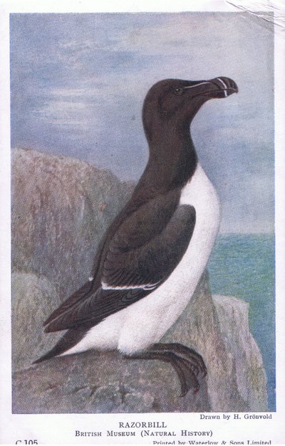 Razorbill, Cartões Postais, 1930s de Hendrik Gronvold