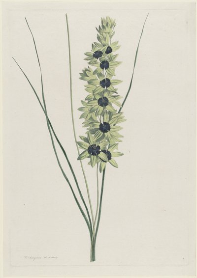 Afrikaanse iris (Ixia maculata viridis) de Hendrik Schwegman