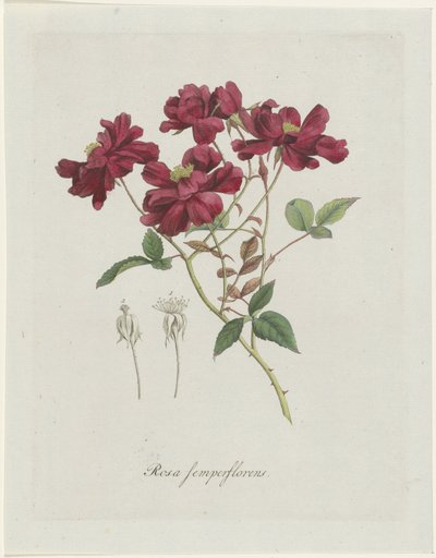 Galos chineses (Rosa chinensis Jacq.)
Rosa semperflorens (título sobre o objecto) de Hendrik Schwegman